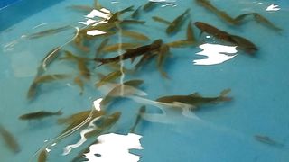 Sea fishes / fish aquarium