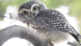 Beautifull Bird