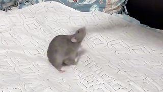 smart rat.