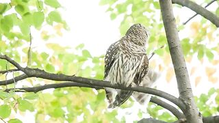 Owl Bird