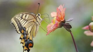 Butterfly Vedio