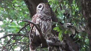 Barred owl
