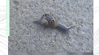 SLUGGISH SNAIL
