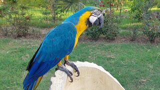 Blue parrot natural sounds
