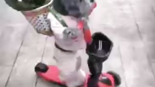 #funnycats #funnycatsvideo