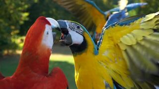 beautiful parrots in free flight