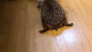 hedgehog in a duel with toys.