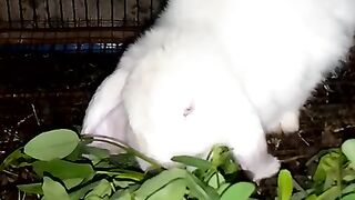 White lops