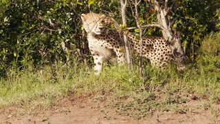 Cheetahs High speed hunters of the Savannah
