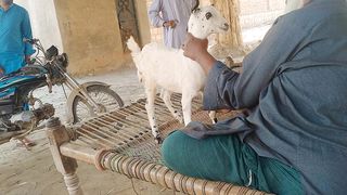 Lots of two goats they do very beautiful surprising shoots which we enjoy 2023