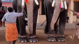 കട്ടക്ക് ഒന്ന് പിടിച്ചു നോക്കീതാ (Elephent love in kerala ,India)
