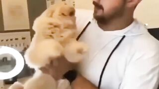 funny cats