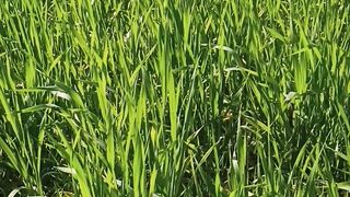 Nature and Cat videos