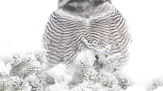 Beautiful birds videos for kids | follow
