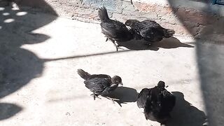 Ayam cimani chicks