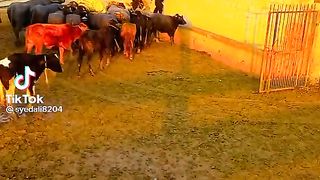 Fun funny #viral #short