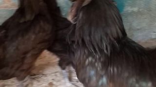 Ayam cimani hen breeder