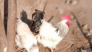 My bunnies and chikens