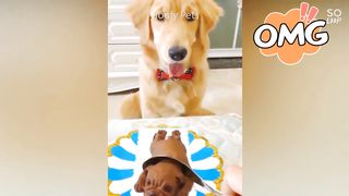 Cat Reaction to Cutting Cake - Funny Dog Cake Reaction