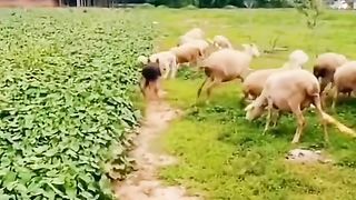 Two dog bodyguard