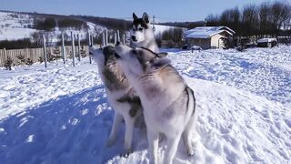 huskies teach puppy how to howl properly