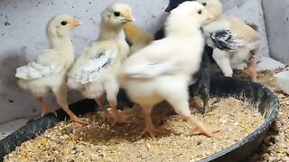 Japnies Chicks