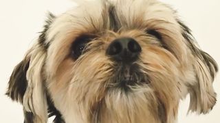 Funny animals cute puppy
