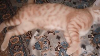 New Cute Cats Video |Sleeping Cute Cat Video | Cut Moment Of Cats