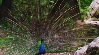 blue peacock birds