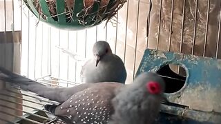 Dove Laughing