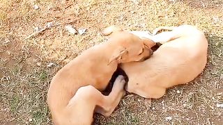 Dosti