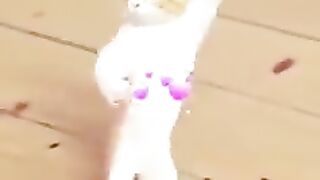 Cat Dancing