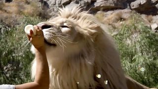 10 Amazing Facts about White Lions