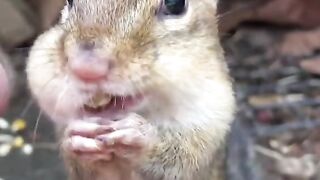 cute animal
