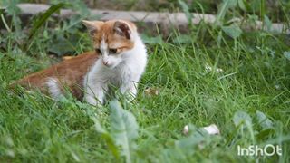 Cat funny videos