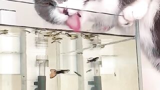 funny cat drinking from aquarium