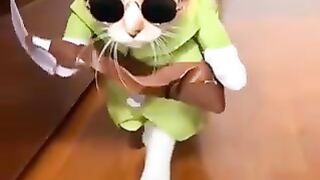 Beauty Fashion | My Gergouse Cat