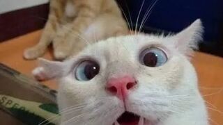 funny cat tiktok