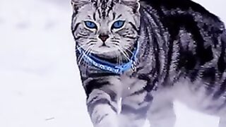 My Cat Dangerous Look | Beautiful Cat
