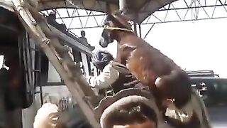 Funny video