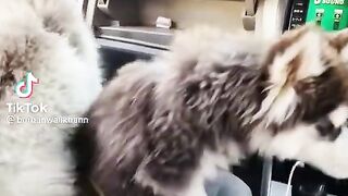 #dogs_#shorts_#dogmom_#funnydogs_#comedy_#tiktok_#reels_#goldenretriever(1080p).