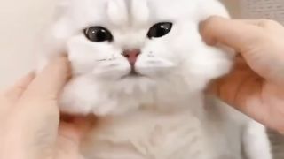 Funny Cats acts on febspot