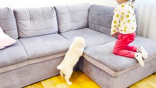 Golden.retriever.puppy follows