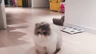 Fluffy Cat playing with his toy
