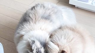 Punch face couple Cats in good mood on febspot