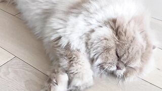 Beautiful Punch Face Cats on febspot