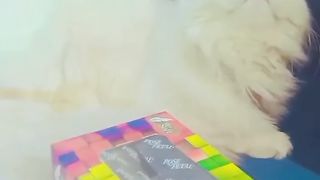 Cats lovers