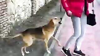 Amazing videos animals bit human