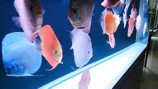 Discus fish
