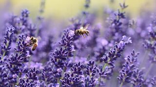 Nature 30 Seconds Timelapse | Nature view